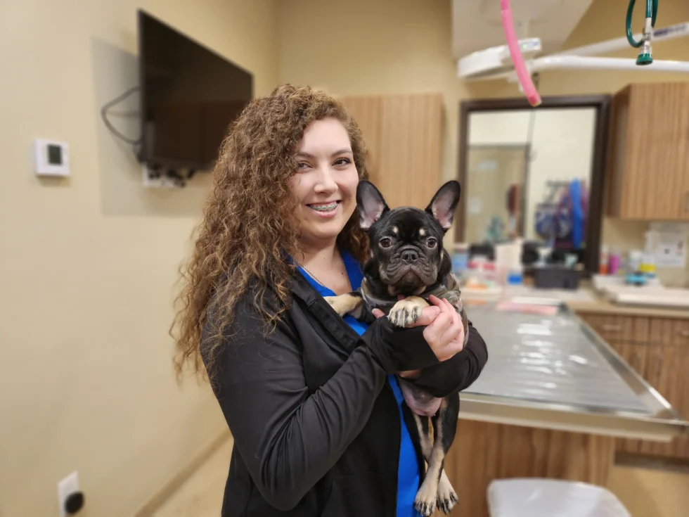 A Ladson Veterinary Hospital team member holding a French bulldog