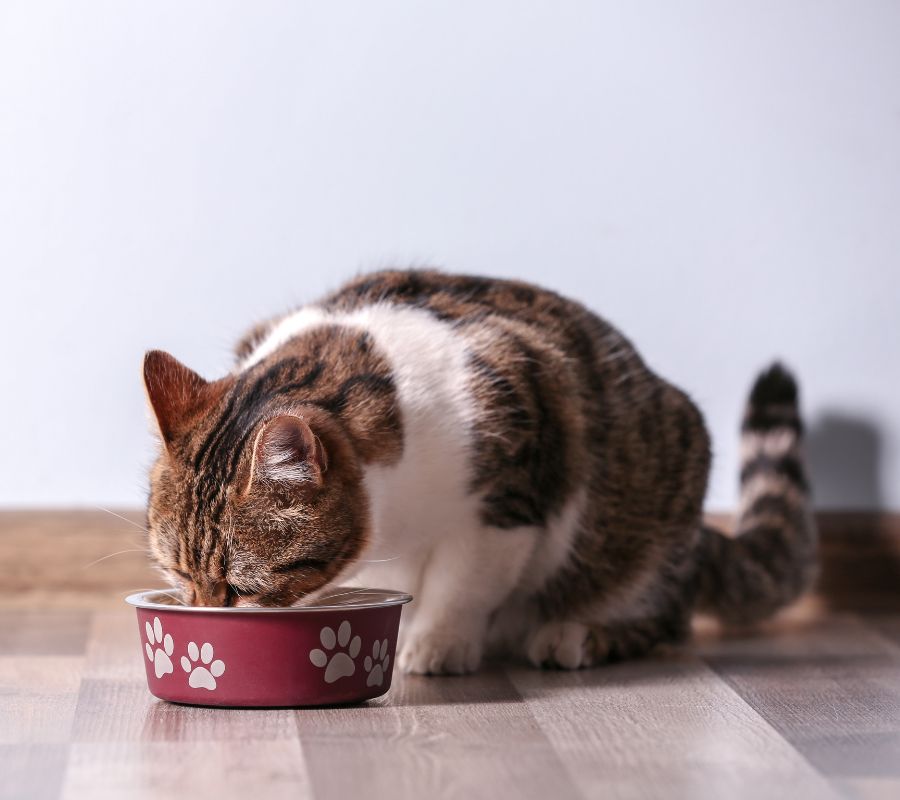 cat eating from the bowl