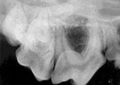 dog's dental x-ray