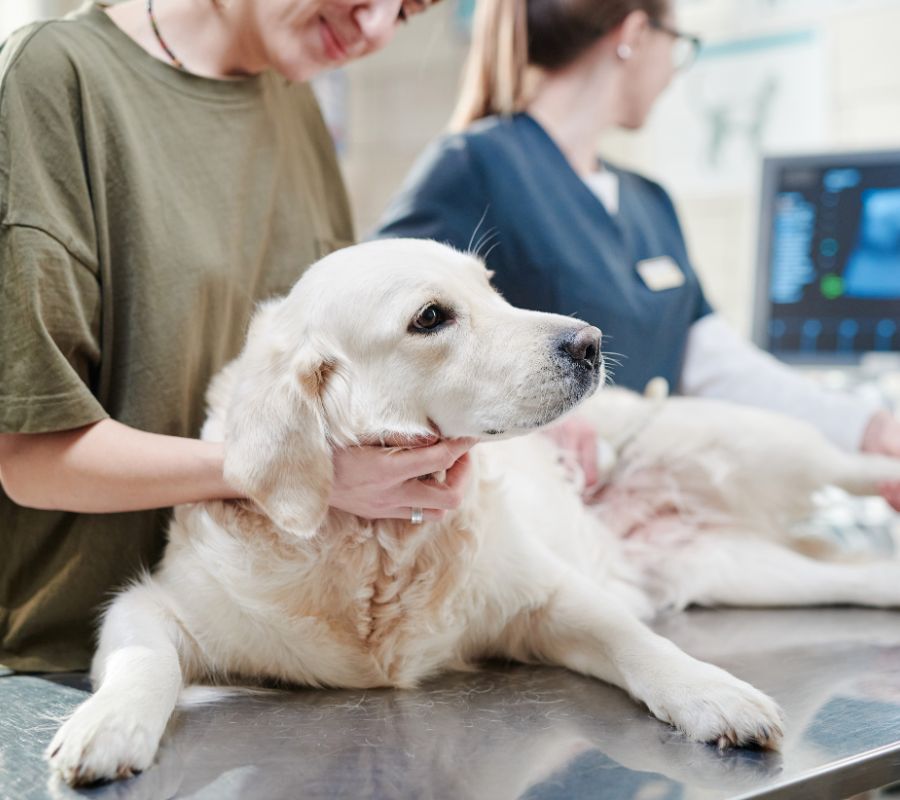 a dog getting ultrasound at clinic