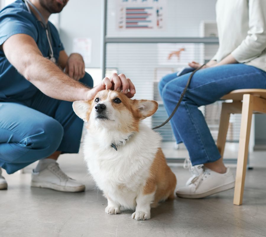 Corgi dog enjoying cuddle of vet doctor sitting on squats in front of pet owner