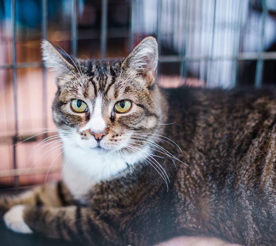 Cat in a Crate for Evacuation or Rescue