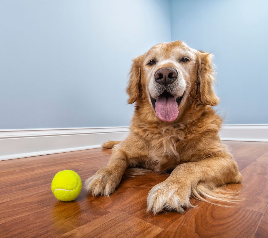 A senior dog lying down on the floor with his ball