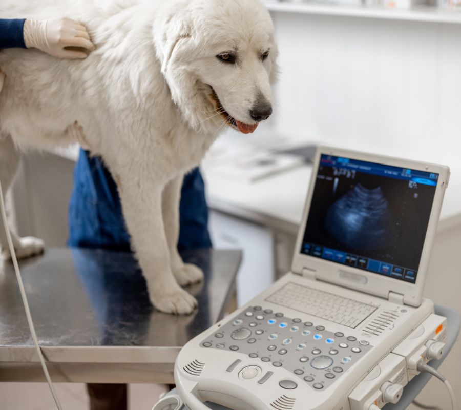 a dog getting ultrasound in clinic