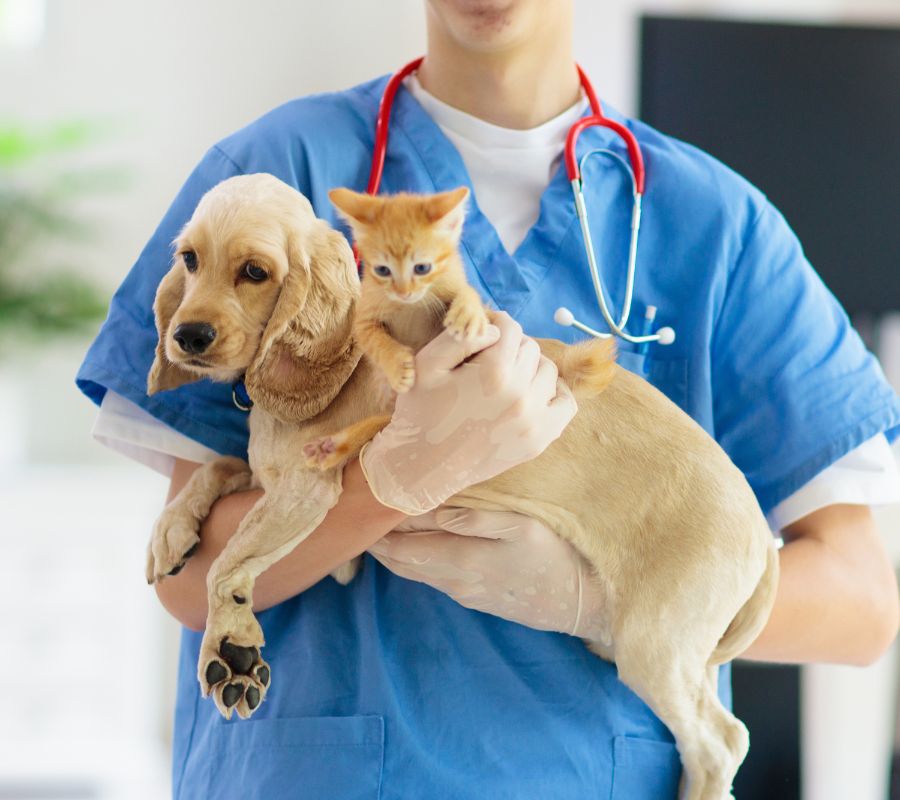vet holding a dog and a kitten in his arms