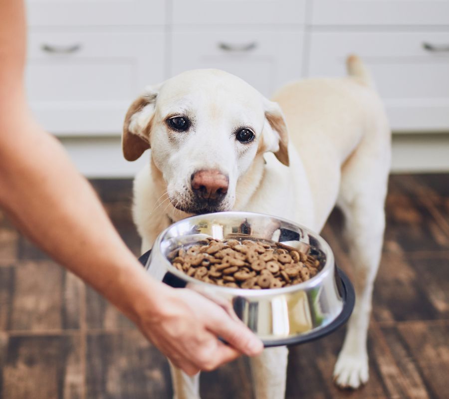 Woman feeding dog food 