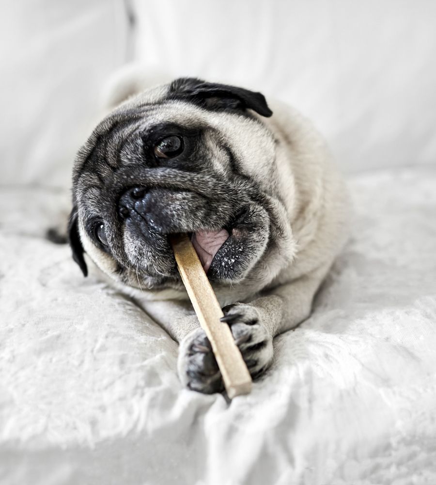 dog chewing on a bone