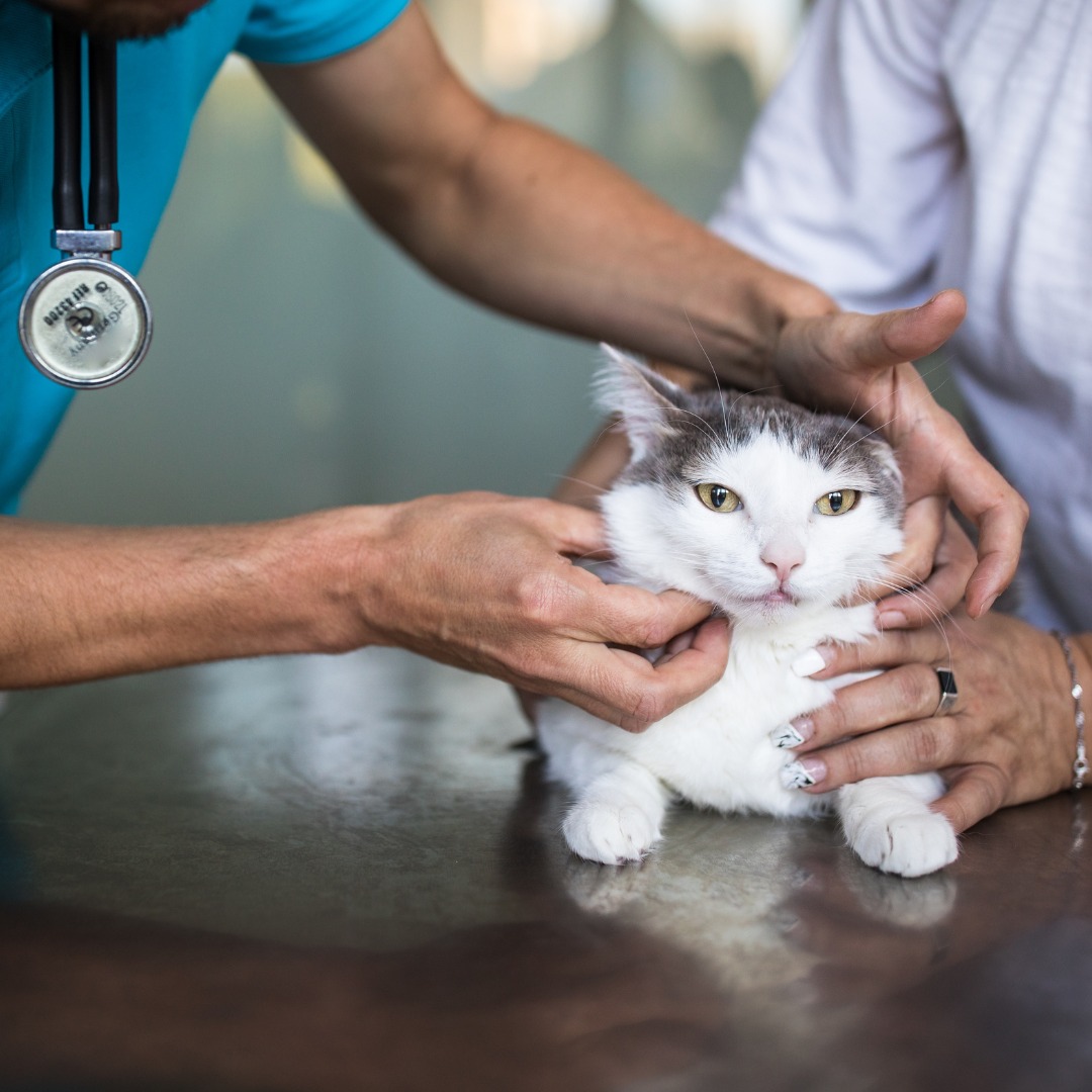 vet checking the cat