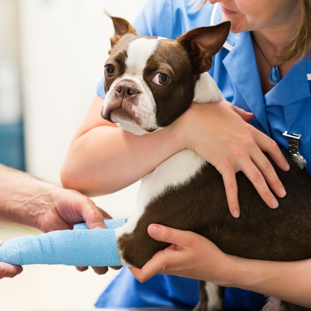 vet checking the dog leg