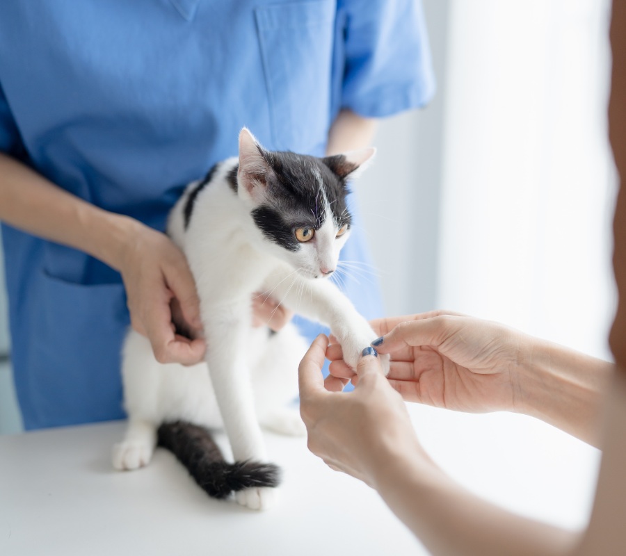 vet taking care of cat