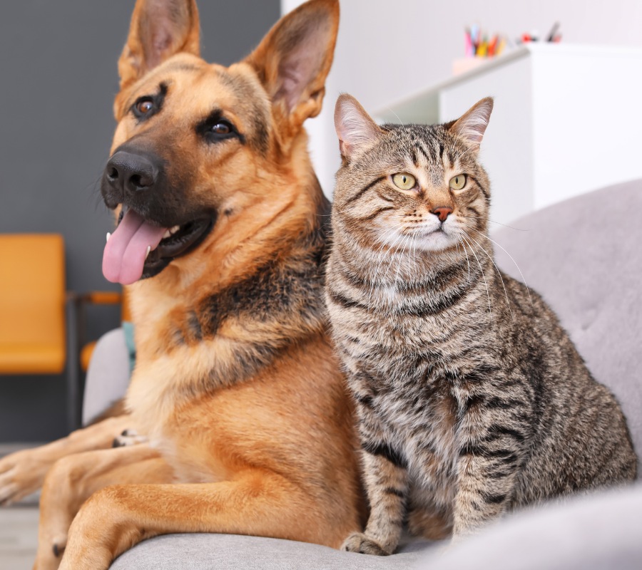 dog and cat together